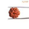 7 Mukhi Nepal Rudraksha ( 20.70 Mm) 13 7-Mukhi-Nepal-Rudraksha-20.70-Mm-Rp-C.jpg