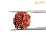 7 Mukhi Nepal Rudraksha (20.75 Mm) 7 7-Mukhi-Nepal-Rudraksha-20.75-Mm-Bp-C.jpg
