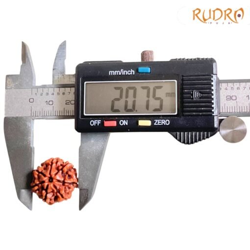 7-Mukhi-Nepal-Rudraksha-20.75-MM-BP-C-2.jpg