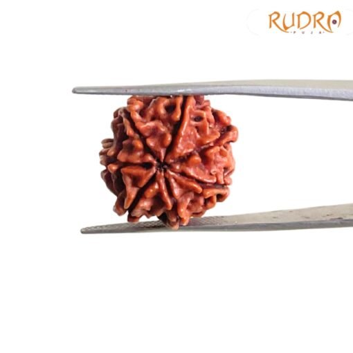 7-Mukhi-Nepal-Rudraksha-20.75-MM-BP-C.jpg