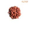 7 Mukhi Nepal Rudraksha (20.75 Mm) 13 7-Mukhi-Nepal-Rudraksha-20.75-Mm-Fp-C.jpg