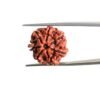 7-Mukhi-Nepal-Rudraksha-20.75-Mm-Mp-C.jpg