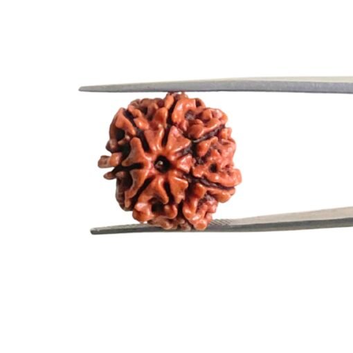 7-Mukhi-Nepal-Rudraksha-20.75-Mm-Mp-C.jpg