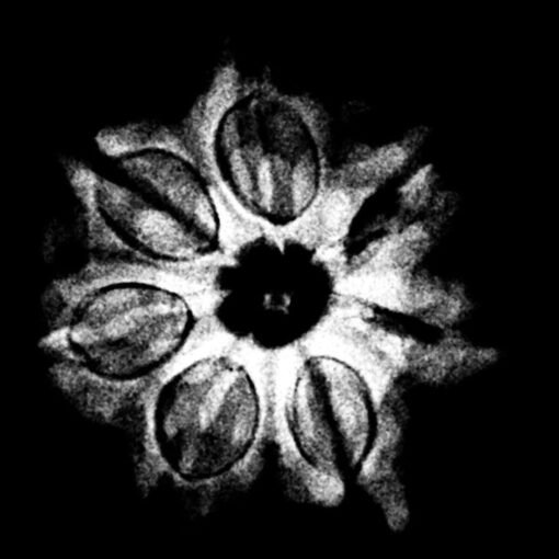 7 Mukhi Nepal Rudraksha (20.75 MM) x-ray