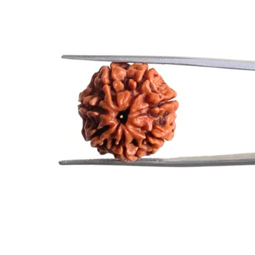 7-Mukhi-Nepal-Rudraksha-20.80-Mm-Mp-C.jpg