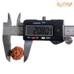 7 Mukhi Nepal Rudraksha (20.80 Mm) 8 7-Mukhi-Nepal-Rudraksha-20.80-Mm-Op-C.jpg