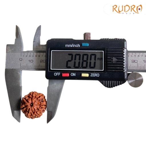 7-Mukhi-Nepal-Rudraksha-20.80-MM-OP-C.jpg