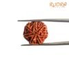 7 Mukhi Nepal Rudraksha (20.80 Mm) 14 7-Mukhi-Nepal-Rudraksha-20.80-Mm-Rp-C.jpg