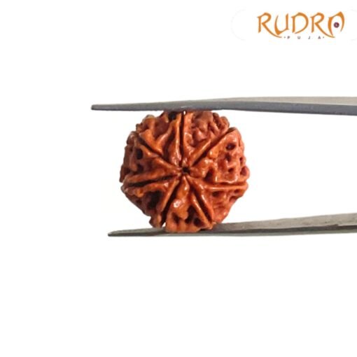 7-Mukhi-Nepal-Rudraksha-20.80-MM-RP-C.jpg