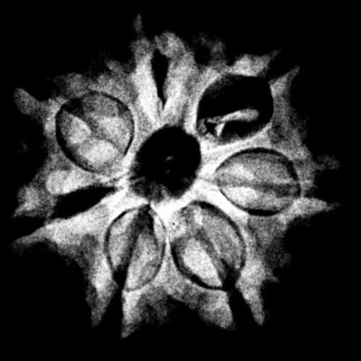 7 Mukhi Nepal Rudraksha (20.80 MM) x-ray
