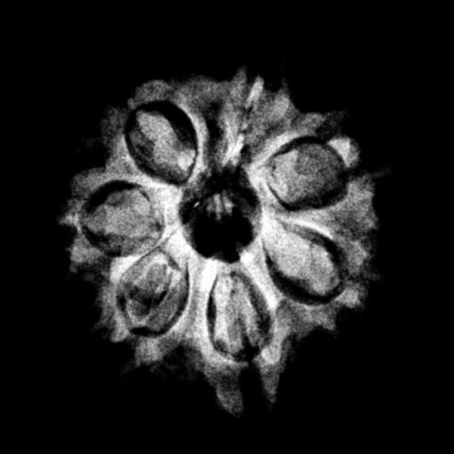 7-Mukhi-Nepal-Rudraksha-20.82-MM.jpg