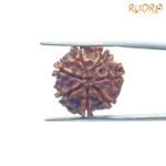 7-Mukhi-Nepal-Rudraksha-20.82-Mm-Bp-C.jpg