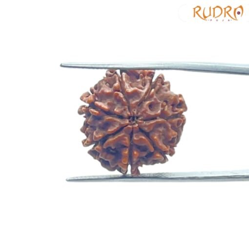 7-Mukhi-Nepal-Rudraksha-20.82-MM-BP-C.jpg