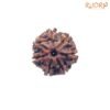 7-Mukhi-Nepal-Rudraksha-20.82-Mm-Fp-C.jpg