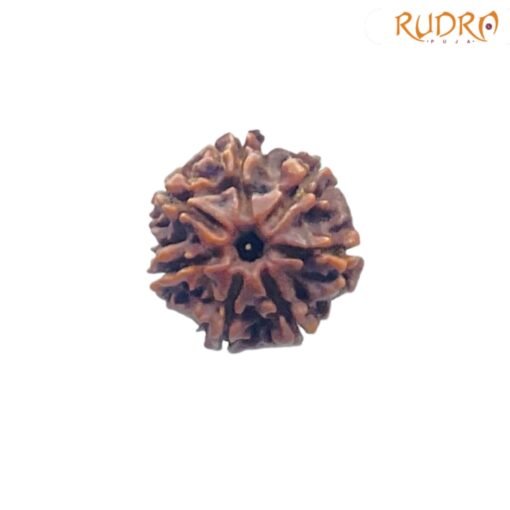 7-Mukhi-Nepal-Rudraksha-20.82-MM-FP-C.jpg