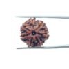 7 Mukhi Nepal Rudraksha (20.82 Mm) 34 7-Mukhi-Nepal-Rudraksha-20.82-Mm-Mp-C.jpg