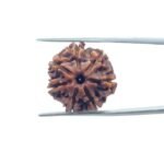 7-Mukhi-Nepal-Rudraksha-20.82-MM-MP-C.jpg