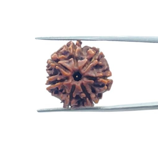 7-Mukhi-Nepal-Rudraksha-20.82-Mm-Mp-C.jpg