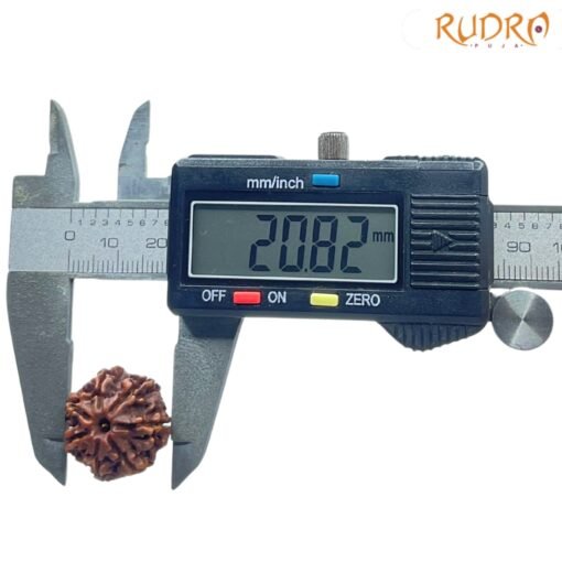 7-Mukhi-Nepal-Rudraksha-20.82-MM-OP-C.jpg