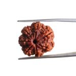 7 Mukhi Nepal Rudraksha (20.88MM)