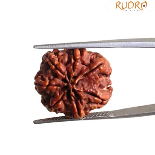 7 Mukhi Nepal Rudraksha (20.88MM)