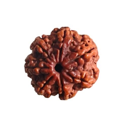 7 Mukhi Nepal Rudraksha (20.88MM)