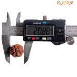 7 Mukhi Nepal Rudraksha (20.88Mm)