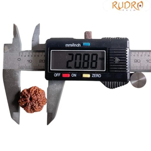 7 Mukhi Nepal Rudraksha (20.88MM)