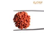 7-Mukhi-Nepal-Rudraksha-20.97Mm-Fp-C-2.Jpg