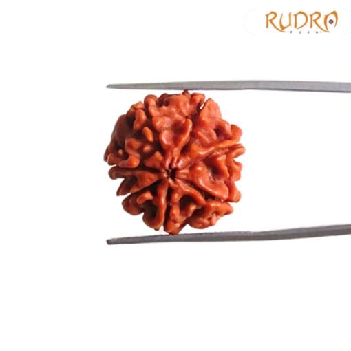 7-Mukhi-Nepal-Rudraksha-20.97Mm-Fp-C-2.Jpg
