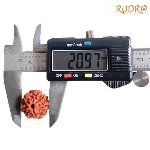 7-Mukhi-Nepal-Rudraksha-20.97Mm-Fp-C.jpg