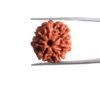 7-Mukhi-Nepal-Rudraksha-20.97Mm-Mp-C.jpg