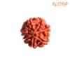 7-Mukhi-Nepal-Rudraksha-20.97Mm-Rp-C.jpg