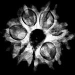7 Mukhi Nepal Rudraksha (20.97Mm) X-Ray