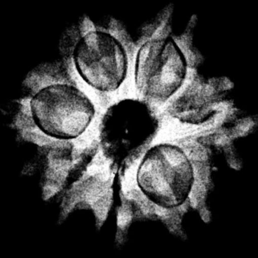 7 Mukhi Nepal Rudraksha (20.97Mm) X-Ray