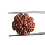 7 Mukhi Nepal Rudraksha (21.05 MM)
