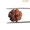 7 Mukhi Nepal Rudraksha (21.05 Mm) 13 7 Mukhi Nepal Rudraksha (21.05 Mm)