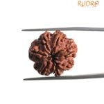 7 Mukhi Nepal Rudraksha (21.05 MM)