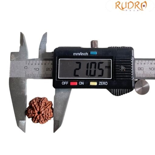 7 Mukhi Nepal Rudraksha (21.05 MM)
