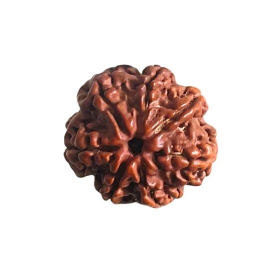 7 Mukhi Nepal Rudraksha (21.05 MM)