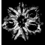 7 Mukhi Nepal Rudraksha (21.05 Mm) 9 7 Mukhi Nepal Rudraksha (21.05 Mm)