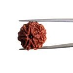 7 Mukhi Nepal Rudraksha (21.12 MM)