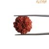 7 Mukhi Nepal Rudraksha (21.12 Mm) 13 7 Mukhi Nepal Rudraksha (21.12 Mm)