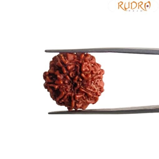 7 Mukhi Nepal Rudraksha (21.12 MM)