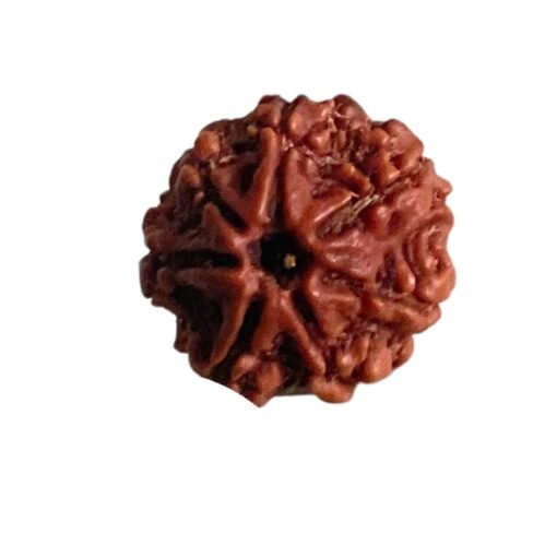 7 Mukhi Nepal Rudraksha (21.12 MM)