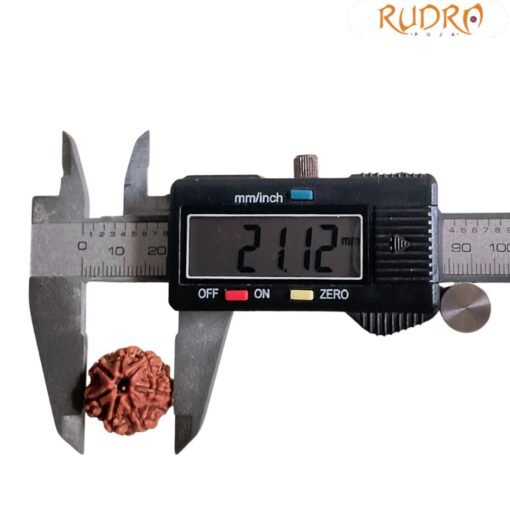 7 Mukhi Nepal Rudraksha (21.12 MM)