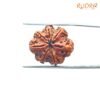 7-Mukhi-Nepal-Rudraksha-21.12-Mm-Bp-C.jpg