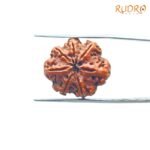 7-Mukhi-Nepal-Rudraksha-21.12-Mm-Bp-C.jpg