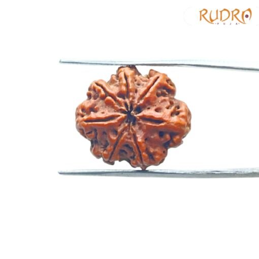 7-Mukhi-Nepal-Rudraksha-21.12-MM-BP-C.jpg