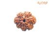 7-Mukhi-Nepal-Rudraksha-21.12-Mm-Fp-C.jpg